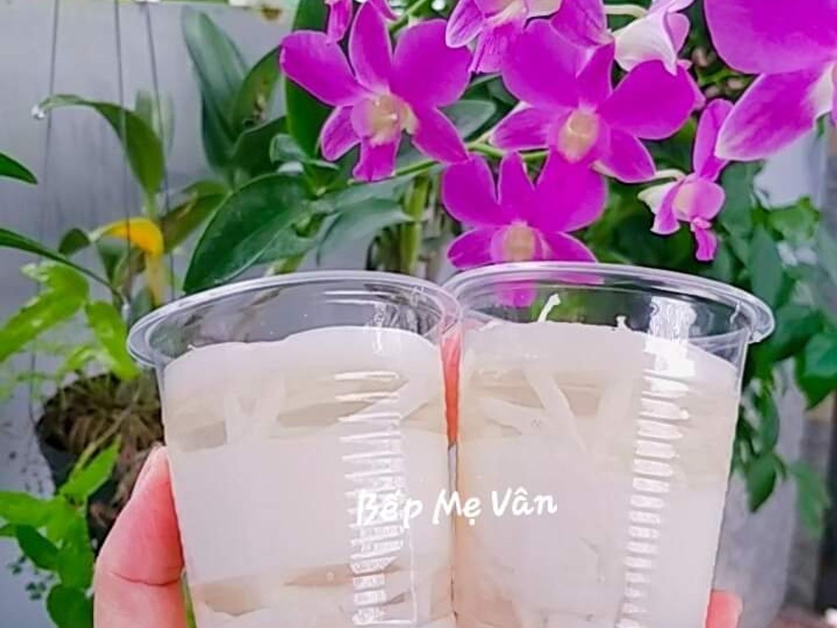 Rau câu dừa ly