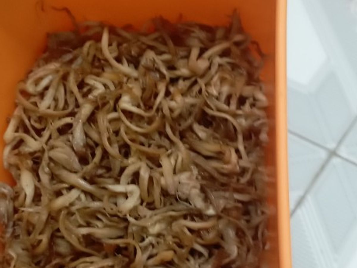 Ruốc nấm sò