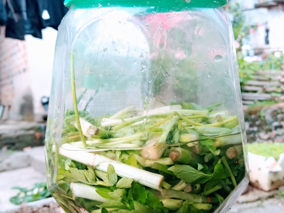 Rau cần nước muối chua