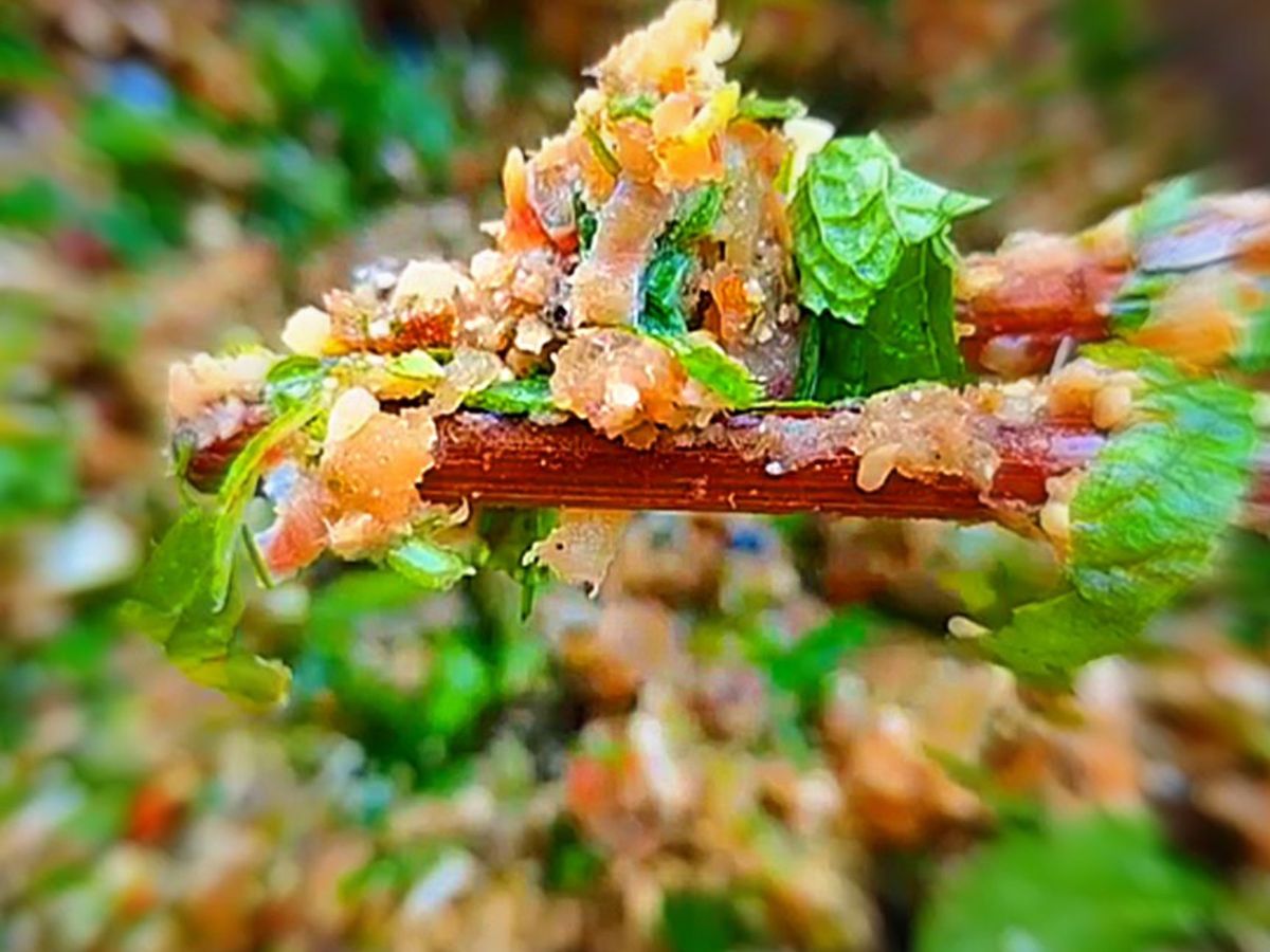 Lạp cá trê Thái