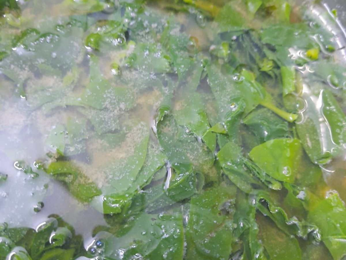 Canh mồng tơi nấu đầu tôm