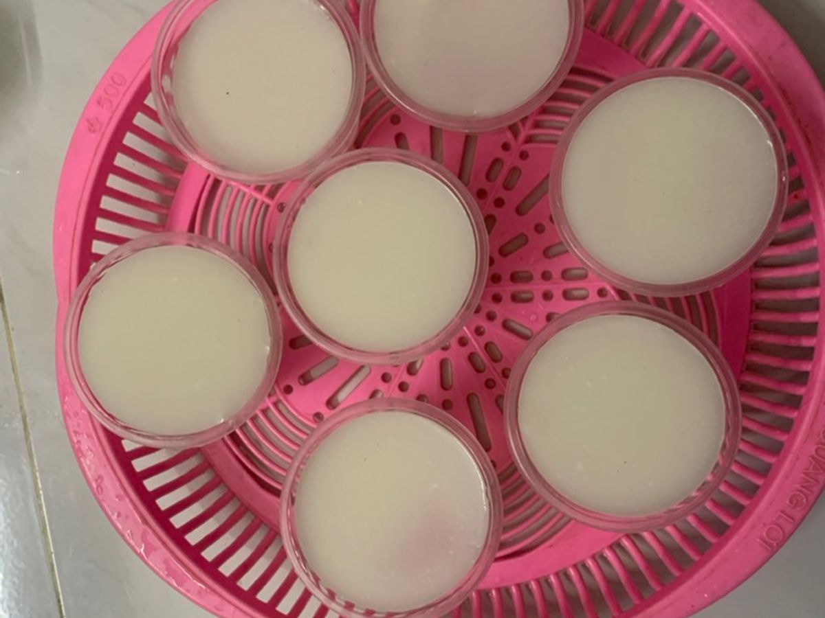 Rau câu dừa