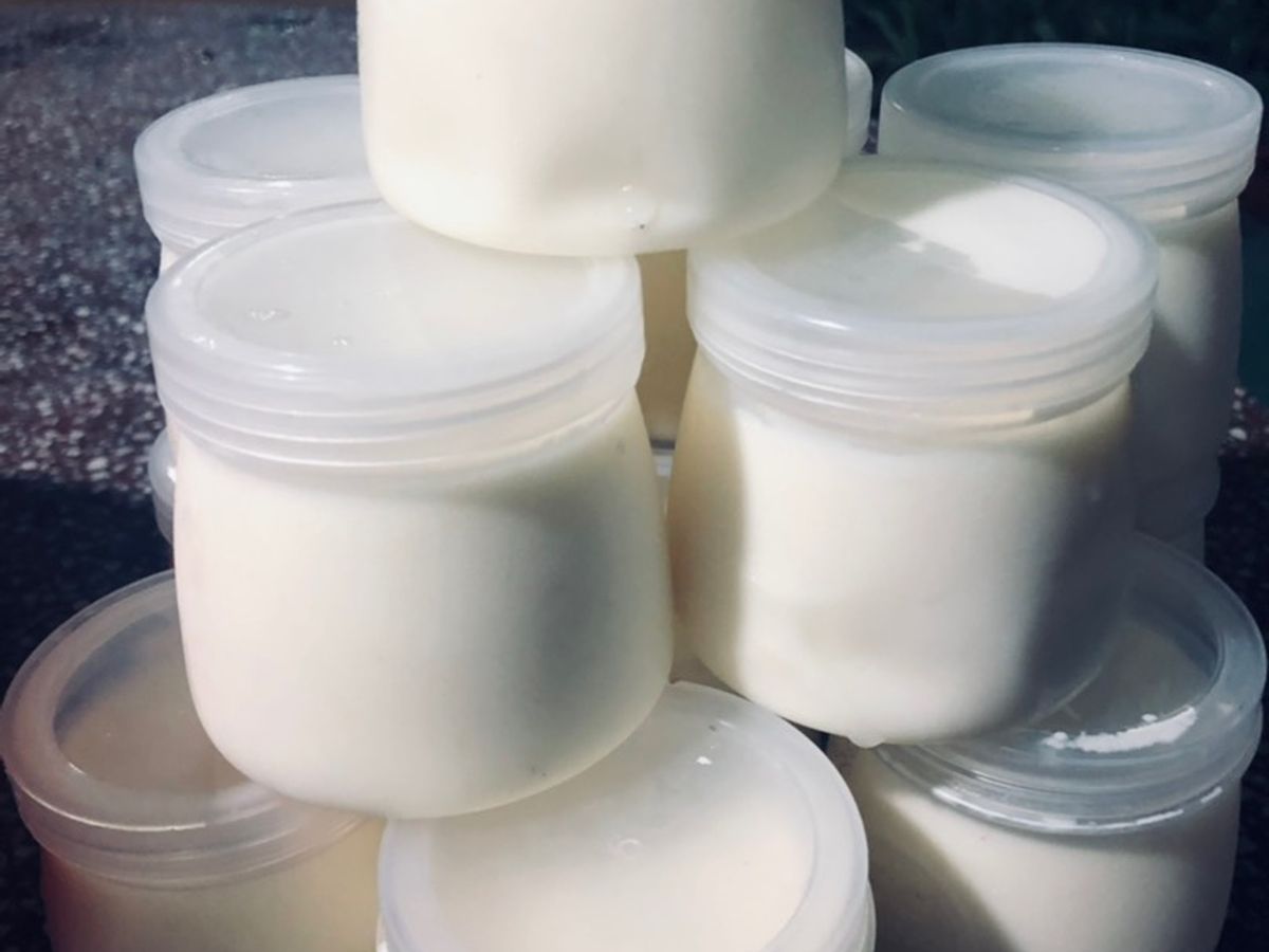 Sữa chua làm từ nấm kefir