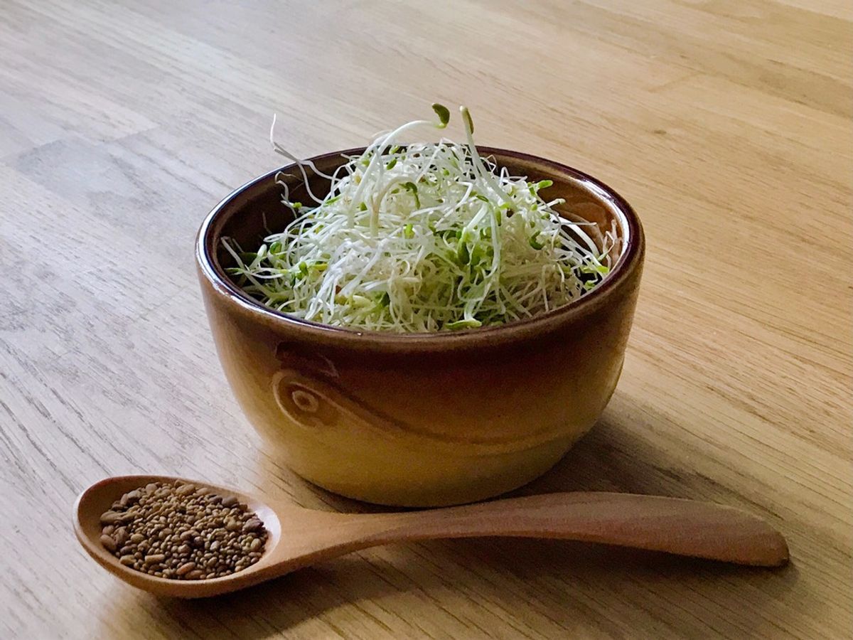 🌱 Rau Mầm Hỗn Hợp Hạt Cỏ Linh Lăng (Alfalfa) & Cỏ Cà Ri (Methi)